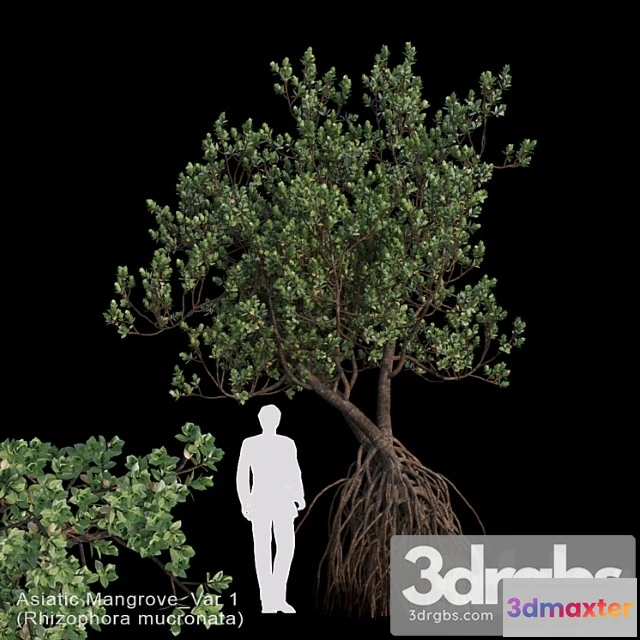 1064634 - Rhizophora mucronata var1