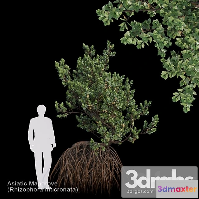 1064636 - Rhizophora mucronata var3