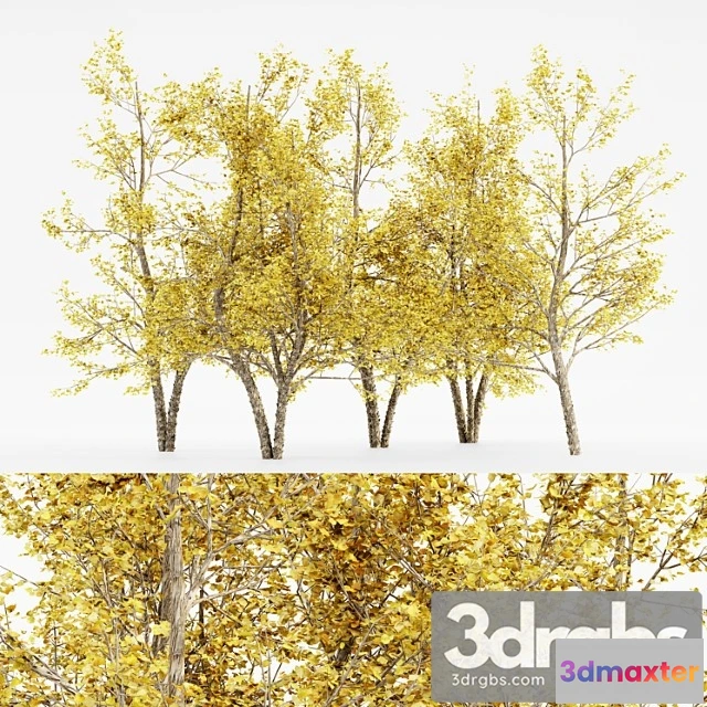 1064638 - River birch fall 5 tree