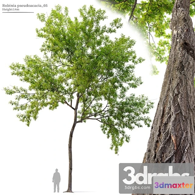 1064642 - Robinia pseudoacacia 05