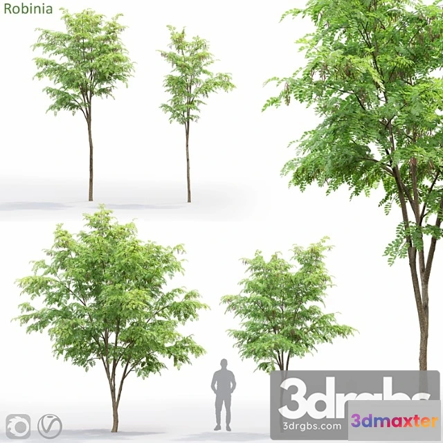 1064646 - Robinia - No.2