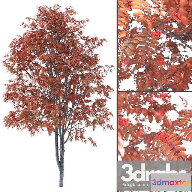 1064652 - Rowan - No.2