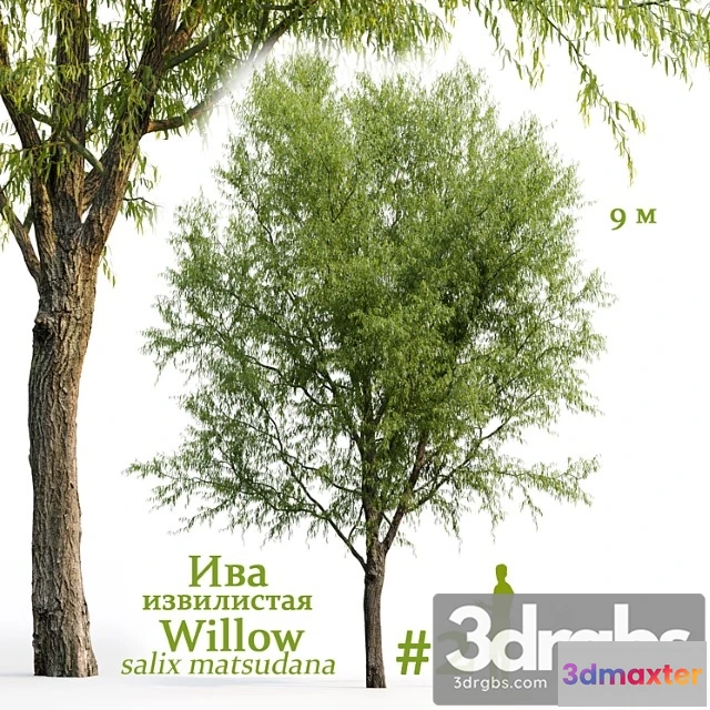 1064660 - salix matsudana - No.2