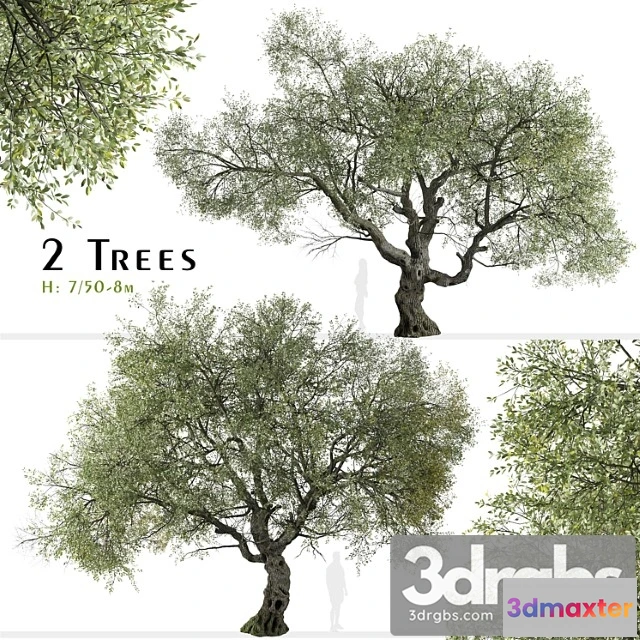 1064668 - Set of canyon live oak tree (quercus chrysolepis) (2 trees)