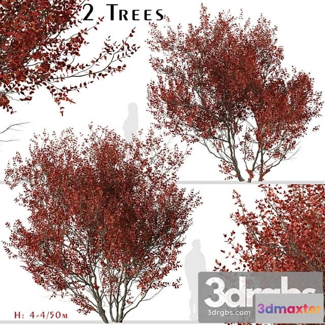 1064672 - Set of cotinus grace trees (smoke tree) (2 trees)