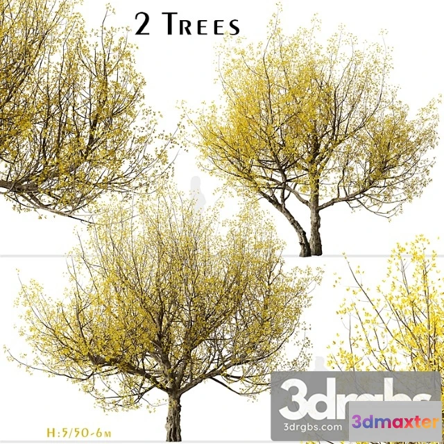 1064676 - Set of flowering cornus mas trees (cornelian cherry) (2 trees)