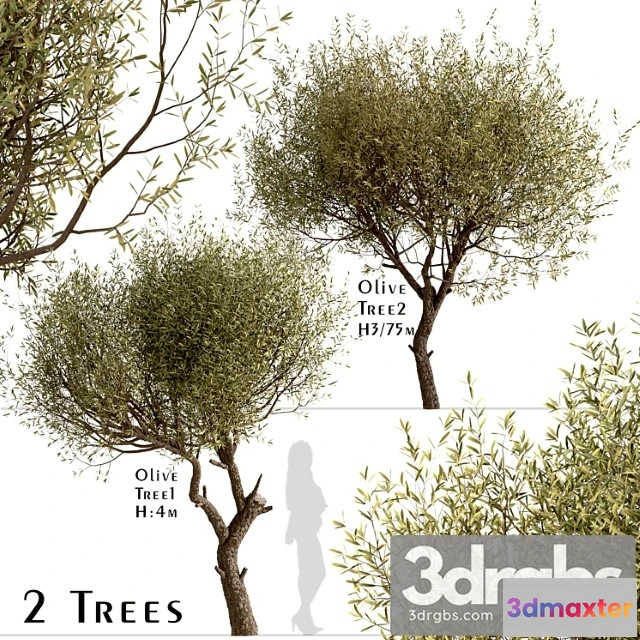 1064680 - Set of olive trees (olea europaea) (2 trees)