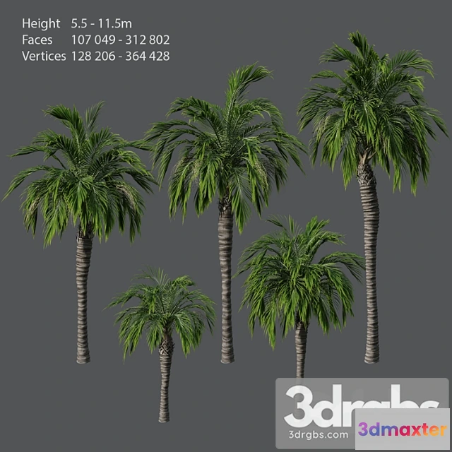 1064682 - Set of palm trees - No.2