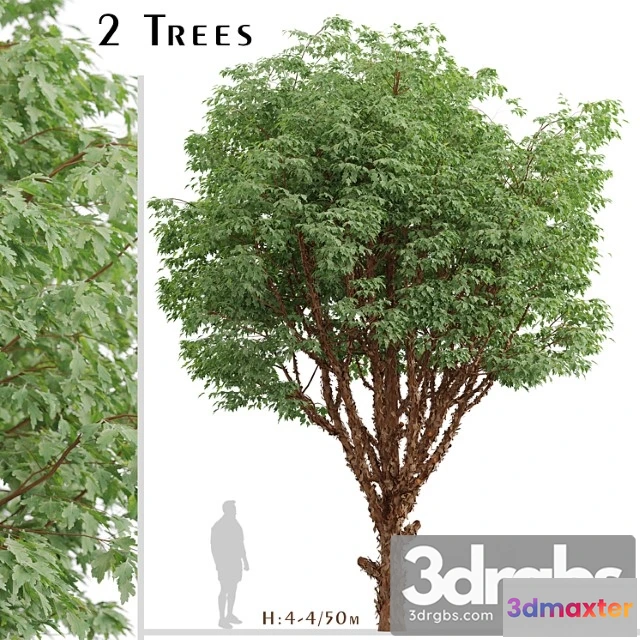 1064684 - Set of paperbark maple trees (acer griseum) (2 trees)