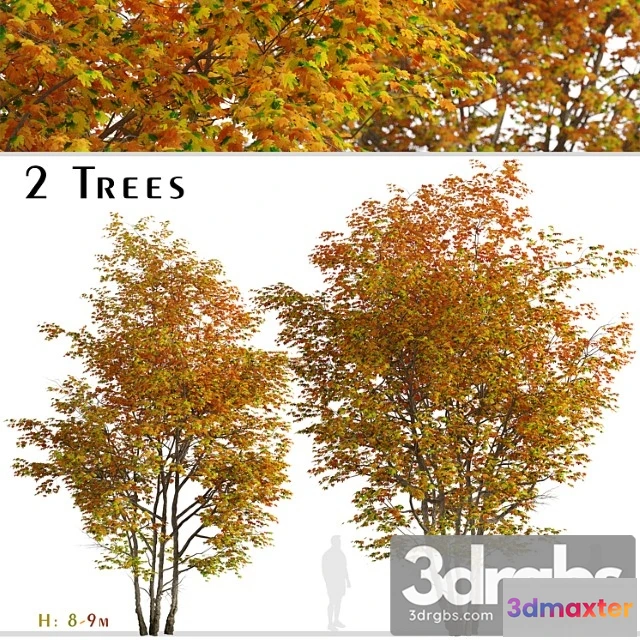 1064692 - Set of silver maple tree (creek maple) (2 trees)