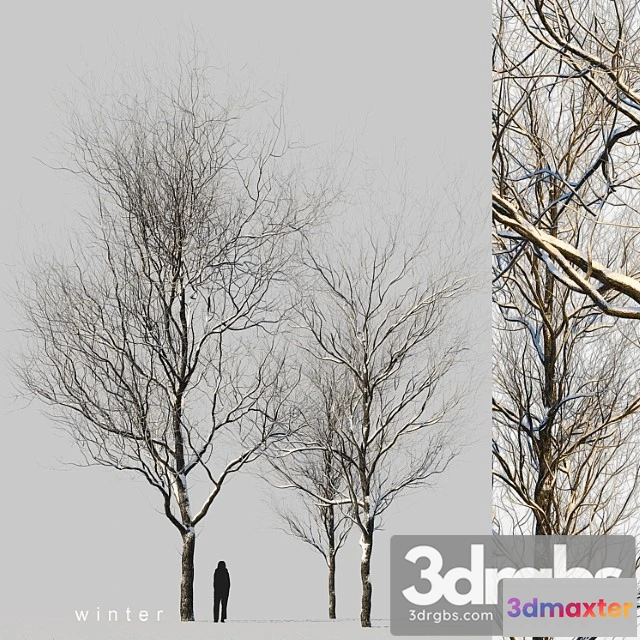 1064698 - Snow-covered trees