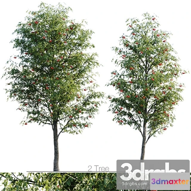 1064700 - Sorbus 4.5m and 3.8m