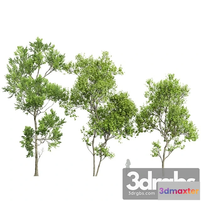 1064702 - Spring trees acer saccharinum and fagus grandifolia