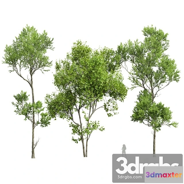 1064704 - Spring trees