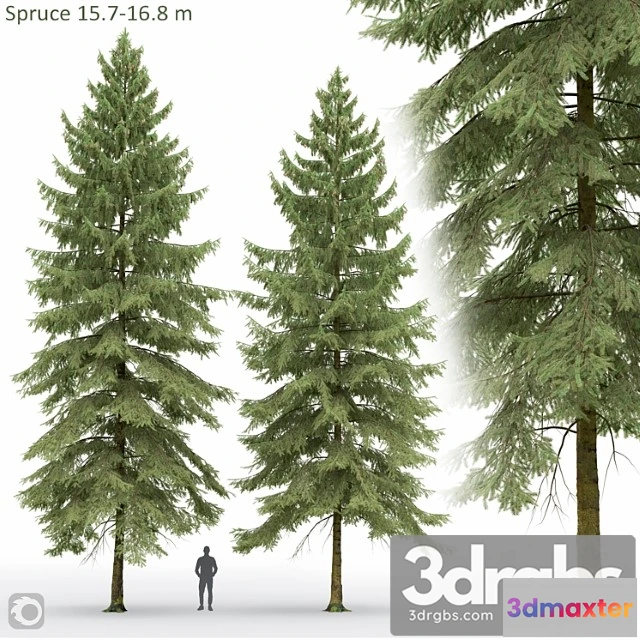 1064708 - Spruce 2 - No.2