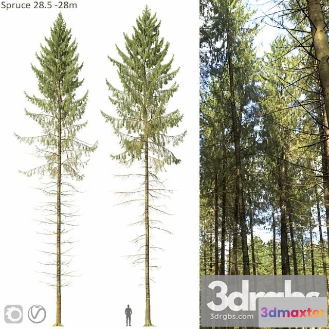 1064712 - Spruce - No.2