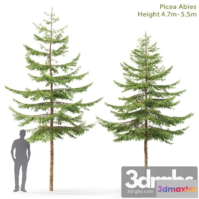 1064716 - Spruce_1_2