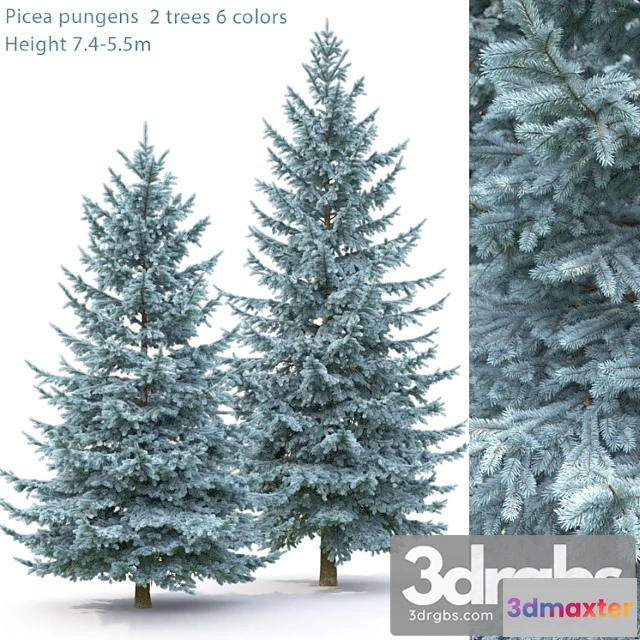 1064718 - Spruce_1_3