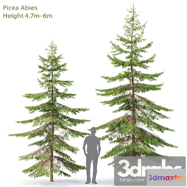 1064720 - Spruce_2_2