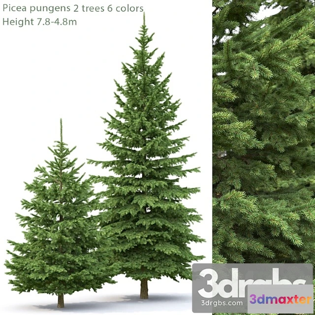 1064722 - Spruce_2_3