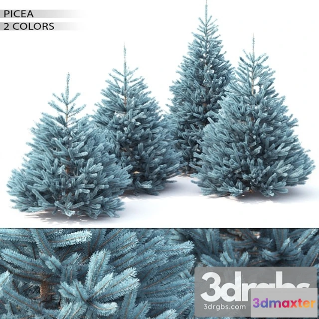 1064726 - Spruce_2222