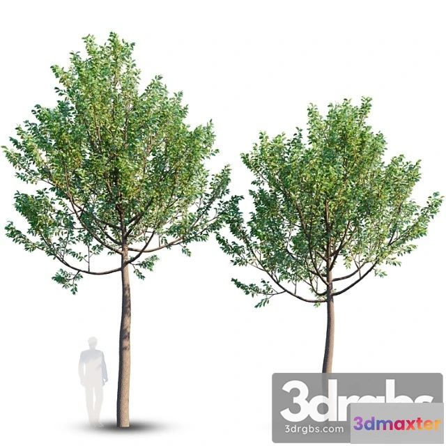 1064744 - Street tree 4