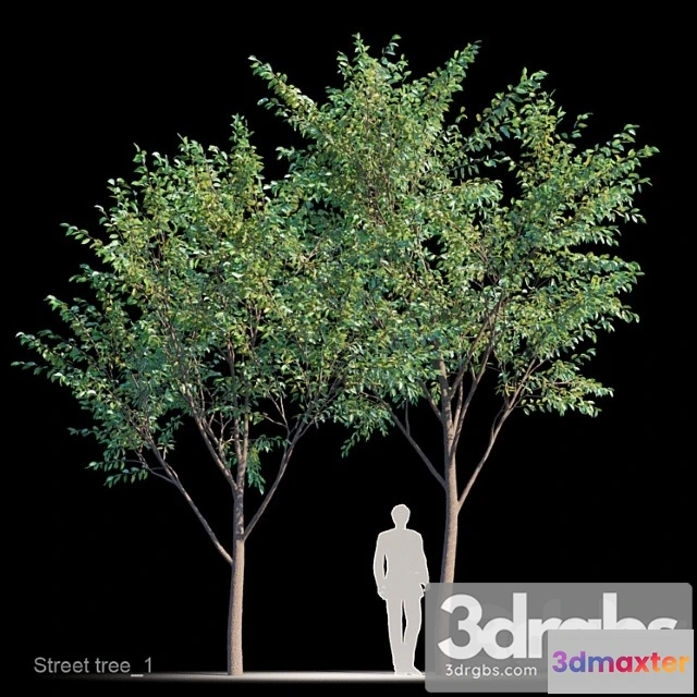 1064746 - Street tree v1