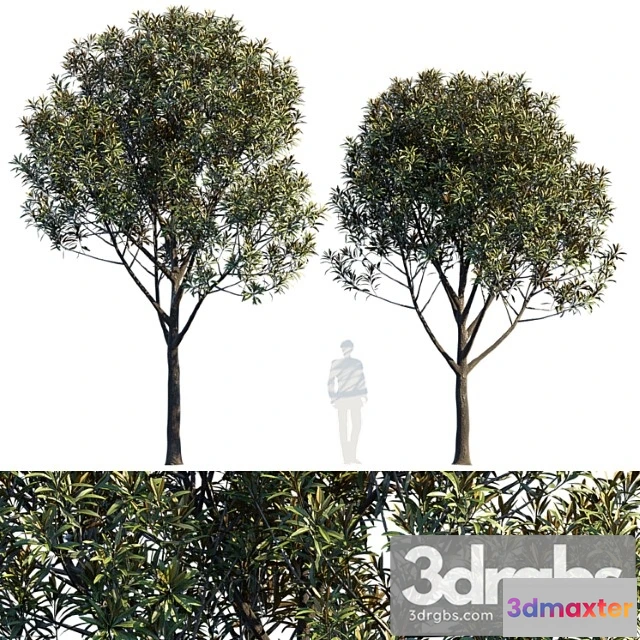 1064750 - Street tree v6