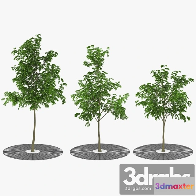 1064752 - Street tree - No.2