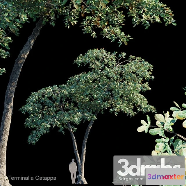 1064760 - Terminalia catappa Var4