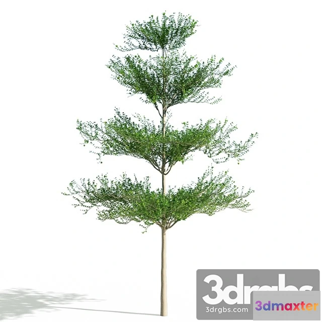 1064762 - Terminalia mantaly 2