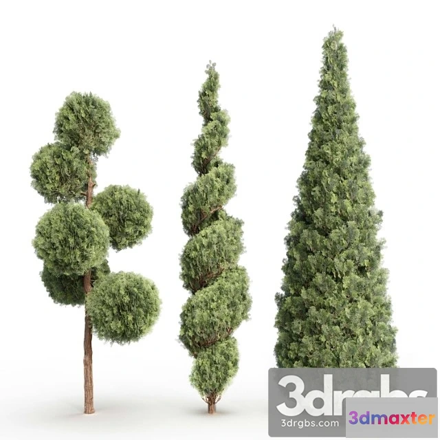 1064764 - Thuja - No.5