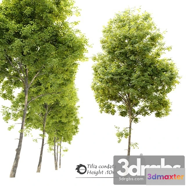 1064768 - Tilia cordata (linden) tree