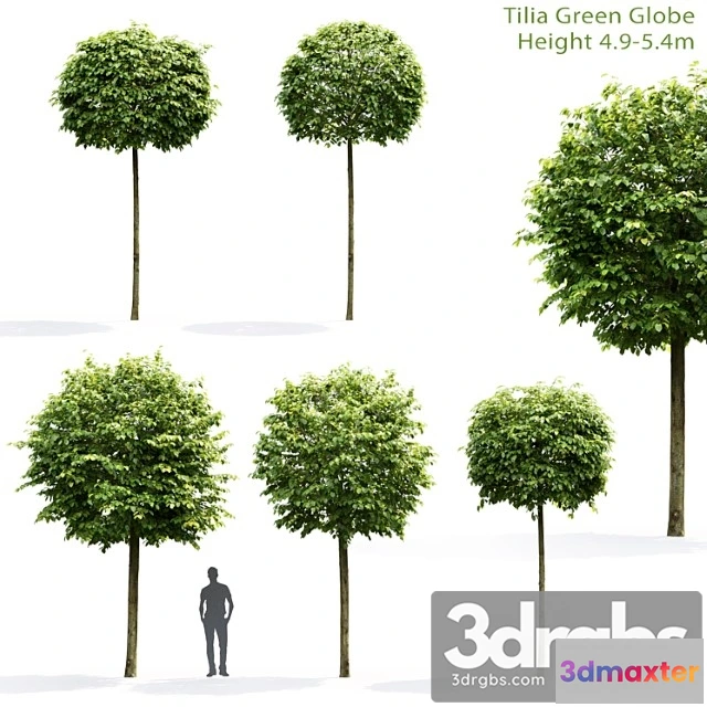 1064770 - Tilia green globe