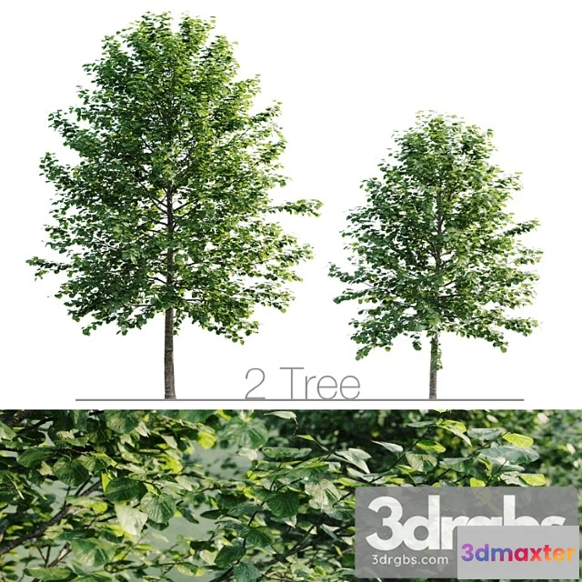 1064774 - Tilia platyphyllos 8.5m and 6.3m