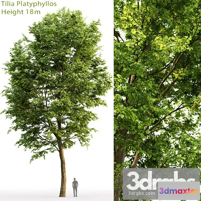 1064776 - Tilia platyphyllos_1_2