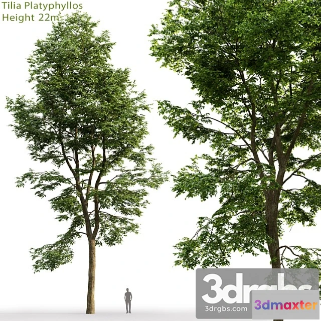 1064780 - Tilia platyphyllos_2_2