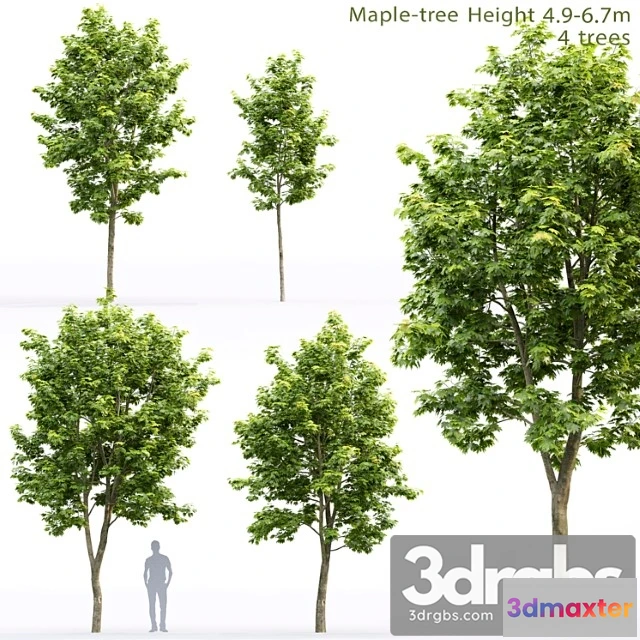 1064788 - Tree Acer_1