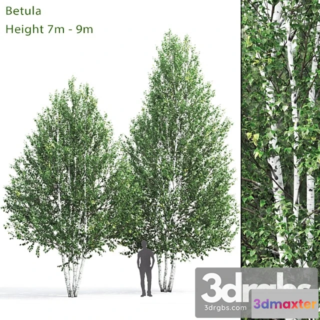 1064794 - Tree Birch