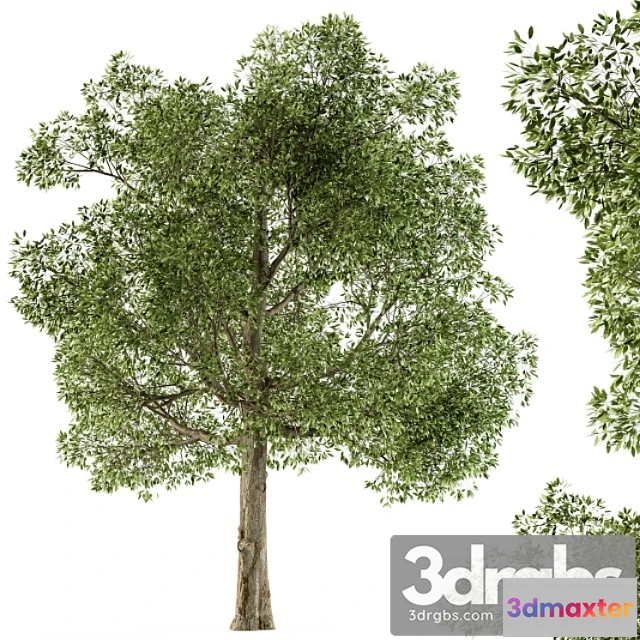 1064798 - Tree broadleaf - set 21
