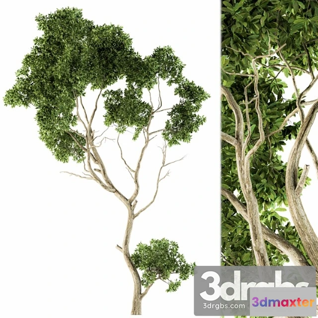 1064806 - Tree green maple - set 27