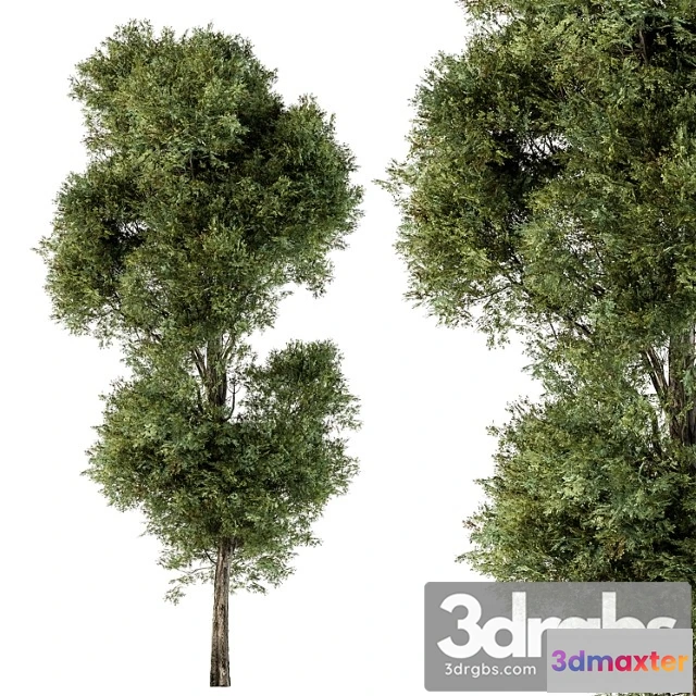 1064808 - Tree green maple - set 98