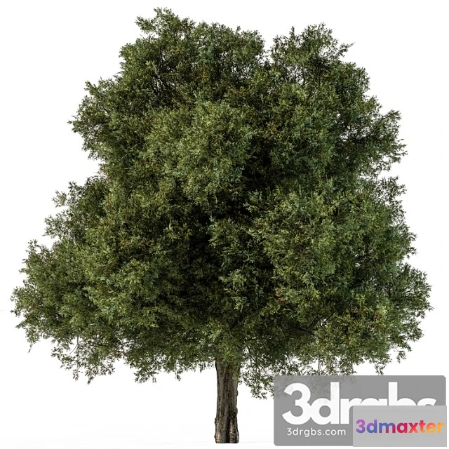 1064810 - Tree green maple - set 99