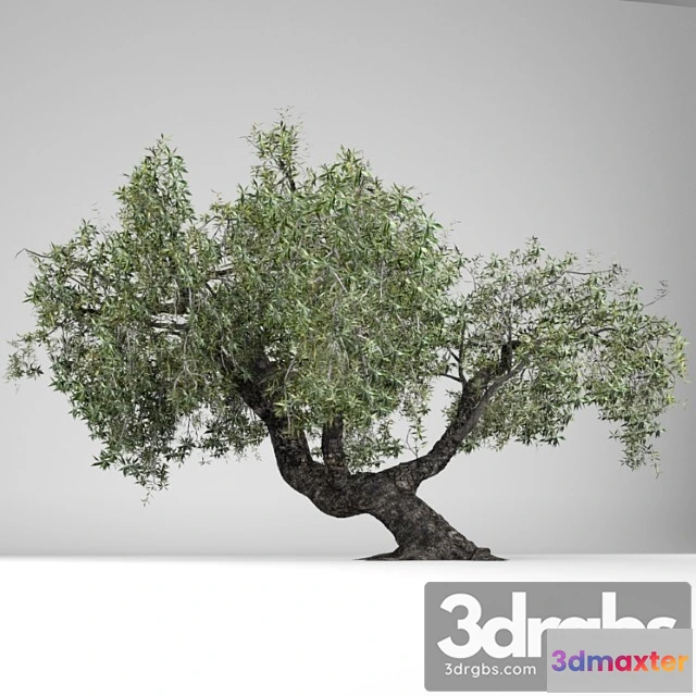 1064814 - Tree Olea europaea