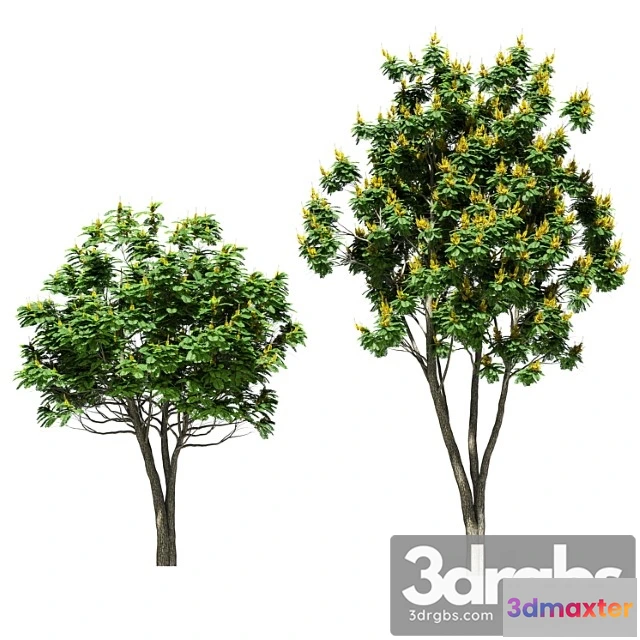 1064816 - Tree peltoforum krylatoplodny. 2 models