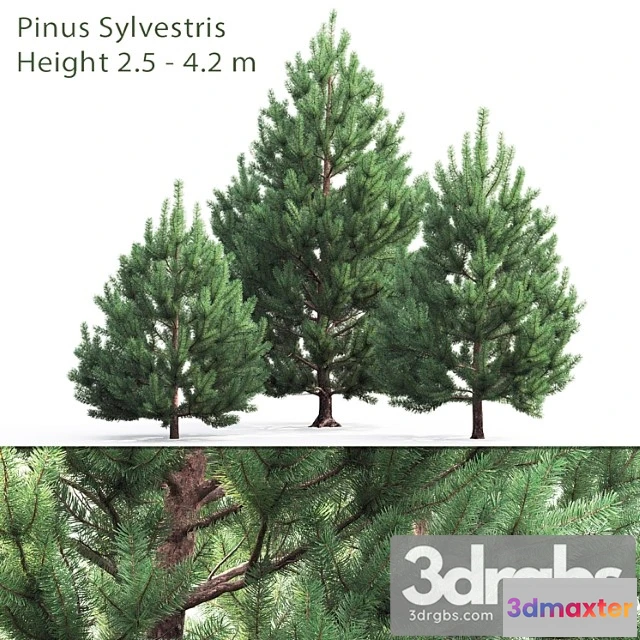 1064818 - Tree Pine 2