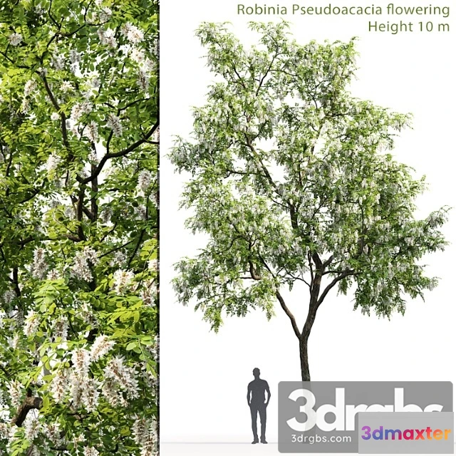 1064824 - Tree Robinia