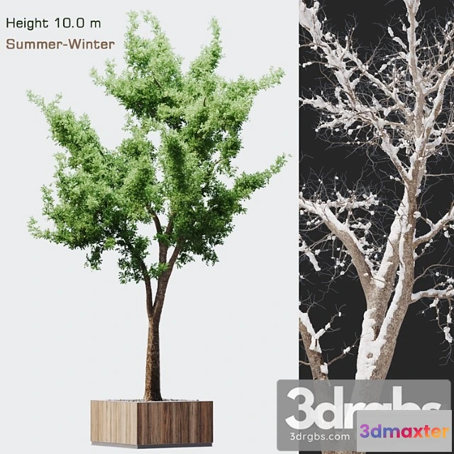 1064828 - Tree summer-winter