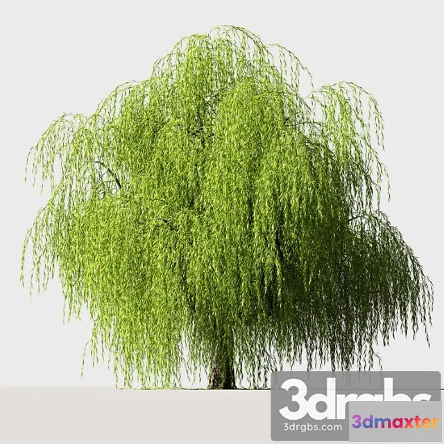 1064830 - Tree Tree willow