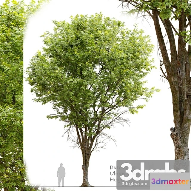 1064844 - Ulmus hollandica 2